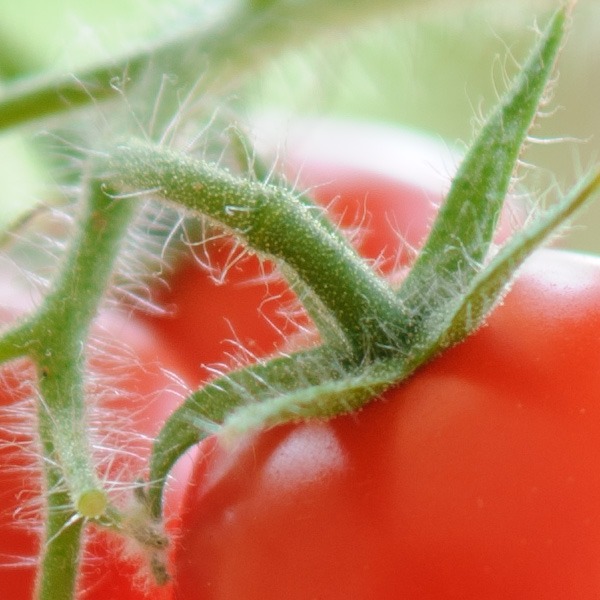 nikon75-150mm_DSC5373-crop1