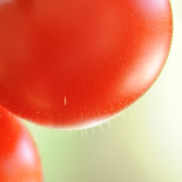 nikon75-150mm_DSC5373-crop2