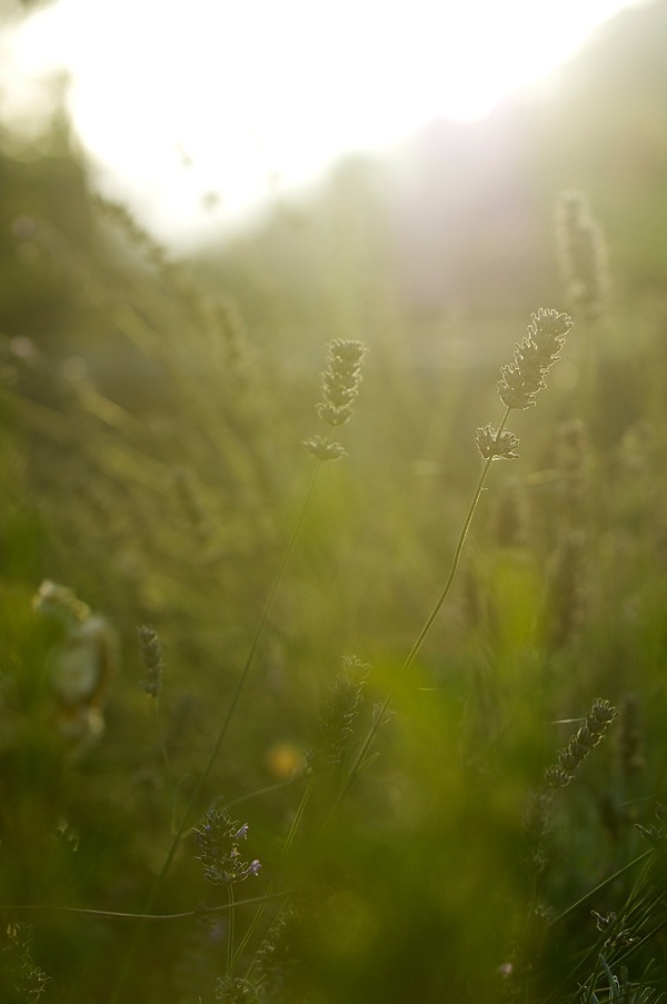 veiling-flare_DSC6602_example