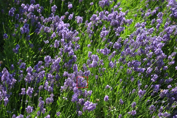 DSCF3506-crop-image