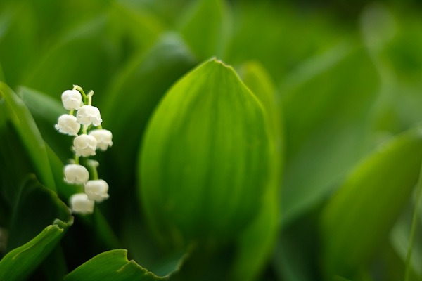fuji-x-pro1-sample-images-2535