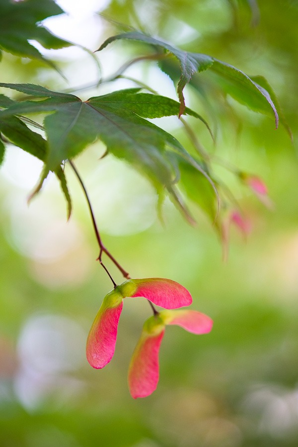 fuji-x-pro1-sample-images-2665