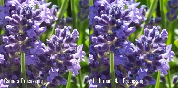 fuji-xpro1-raw-conversion-lightroom-crop2